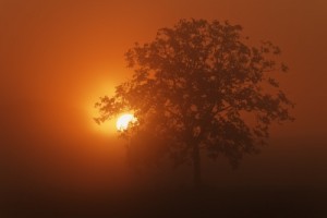 Tree of knowledge-Donna Cardillo