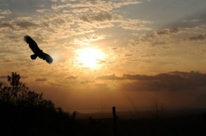 Soar to your highest potential-Donna Cardillo