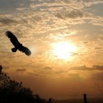 Soar to your  highest potential-Donna Cardillo